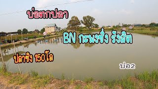 ตกปลากะพงบุฟเฟ่ต์ 150 โล บ่อBNกะพงซิ่งรังสิต บ่อ2 #โอ๊ตนักล่า #กะพงบุฟเฟ่ต์ #ตกปลา #ตกปลากะพง