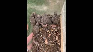 Hatching Snapping Turtle Eggs (no audio)