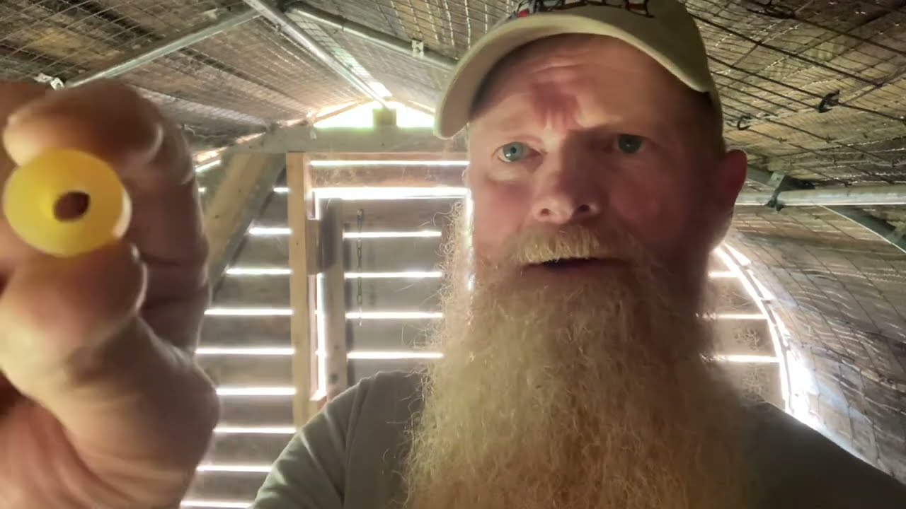 Dehorning  a goat (banding)