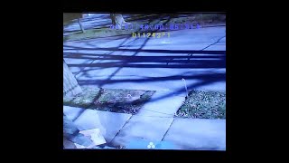 Surveillance cam catches package thief