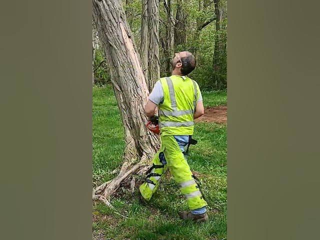 Cutting Locust Trees