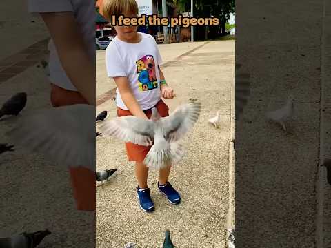 Liova feeding pigeons again #feeding #pigeons #shorts