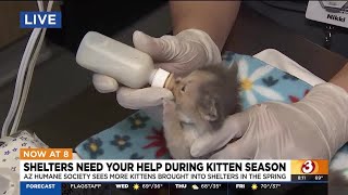 Arizona shelters need your help during kitten season