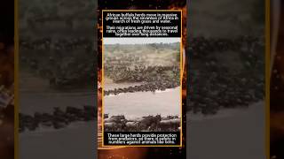 Buffalo Herd Migration #facts #fun_facts #knowledge #nature #science #buffalo #africa