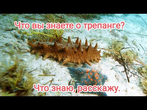 Видео: Как поймать трепанга?