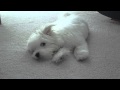 Jaycee - Coton De Tulear - Howling の動画、YouTube動画。