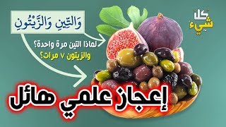 إعجاز علمي هائل وراء عدد ذكر التين والزيتون في القرآن الكريم؟ لن تصدق ما الذي اكتشفه العلماء وأذهلهم