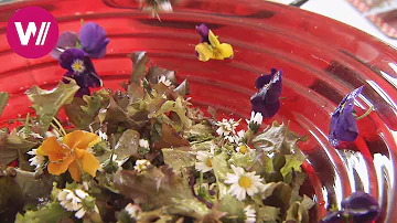 Kann man vom Gänseblümchen alles essen?