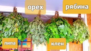 картинка: ✅Банные веники из липы, клена, орешника и рябины - от каких болезней, польза #здоровье #health