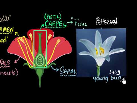 పువ్వు: లైంగిక భాగాలు (ఏకలింగ & ద్విలింగ) | జీవులు ఎలా పునరుత్పత్తి చేస్తాయి | జీవశాస్త్రం | ఖాన్ అకాడమీ