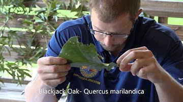 Tree ID #2- More Oaks