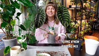 chatty repot with me  answering your planty + personal questions!