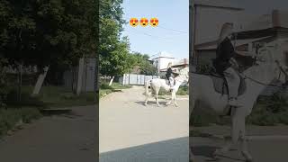 😍 принцесса на белом 🥰#shortvideo #like #live #horse #принцесса