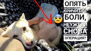 У Дины опять сломался сустав как после аварии?🤯Ставим Бобби чип, Подобрала бездомную кошку.