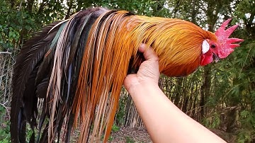 Saddles and Tails Growing - Bantam Phoenix Qaib Dib Tw Ntev