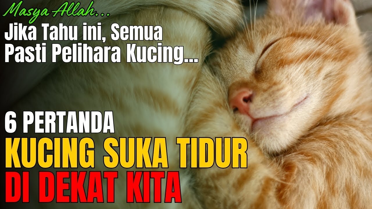 🛑 BIKIN NANGIS SEUMUR HIDUP..!! Setelah Tahu Alasan Kucing Tidur Di Dekat Kita...