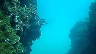 Ken豬的金魚缸@又越過山峰又越過谷~