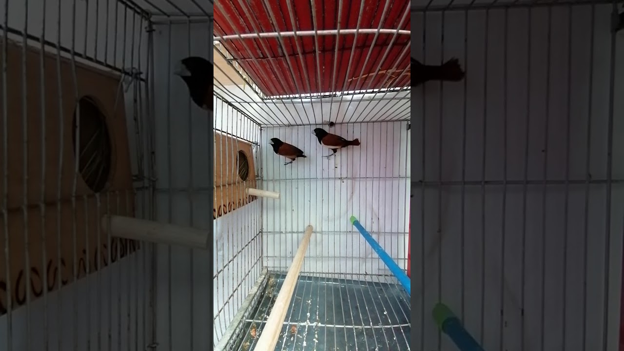 Monjes de la india o capuchino tricolor