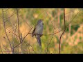 O canto do Canario-do-campo na natureza.