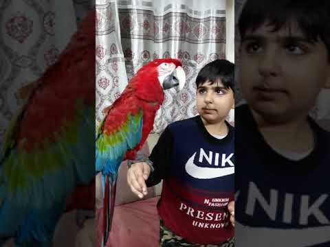 ببغاء العملاق رووعة يتكلم