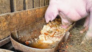 Oinks, Burps & Slurps - The Pig Sound Trio, Pig Is Eating Slop Asmr