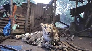 Heartwarming | Mama leopard gives birth to four cubs inside farmers hut | Eco Echo | Maha Forest