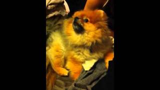 Tobi The Pom Dog Singing
