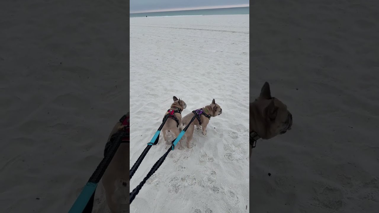 Two Frenchies watch sunrise at Gulf of America LIVE 🇺🇸