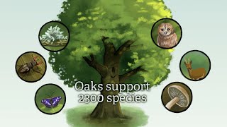 FUTURE OAK Research Animation