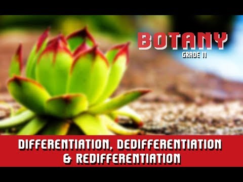 Video: Perbezaan Antara Dedifferentiation Dan Redifferentiation