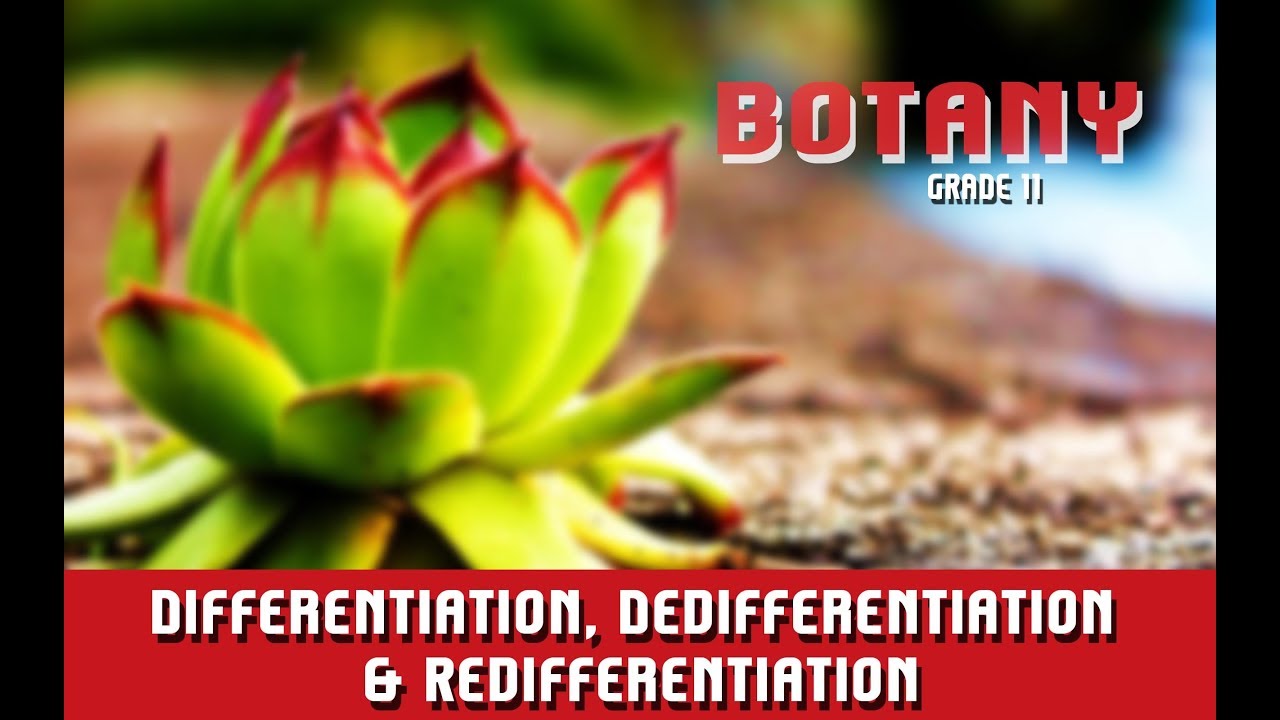Differentiation Dedifferentiation Redifferentiation Section 4