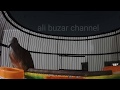 Pancinggan Ampuh Perkutut Lokal Cocok Untuk Masteran Semua Jenis Perkutut Omkicau(.mp3 .mp4) Mp3 - Mp4 Download