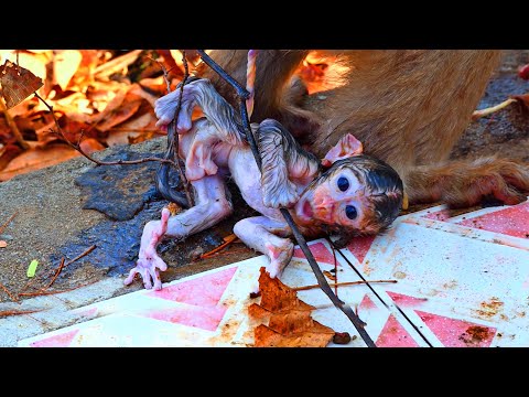 Update New Video The Action After Giving Birth Of Pooor Newborn Baby Monkey And Cute Baby Monkey
