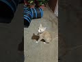 #razor #cat #pet #shortvideo
