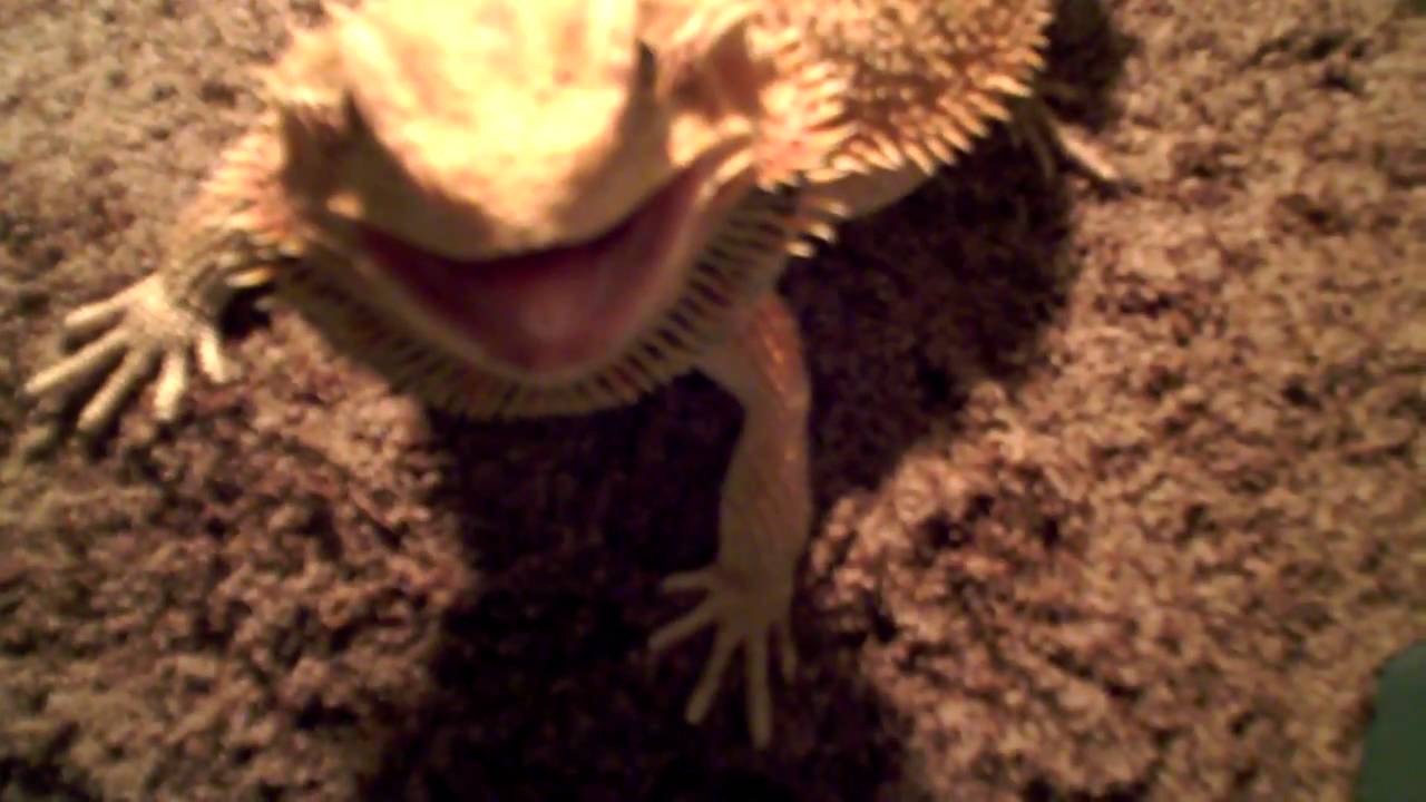 eggs florentine My Female Beardy laying her first clutch of eggs part 2