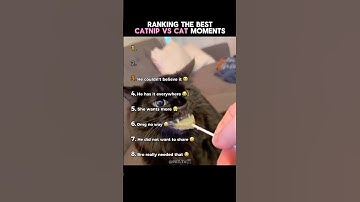 Ranking the Most Hilarious Catnip vs Cat 🐱🌿#shorts 