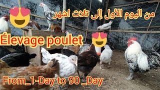 تربية الدجاج البياض:برنامج انطلاقة الكتكوت من اليوم الأول إلى عمر تلاث اشهر