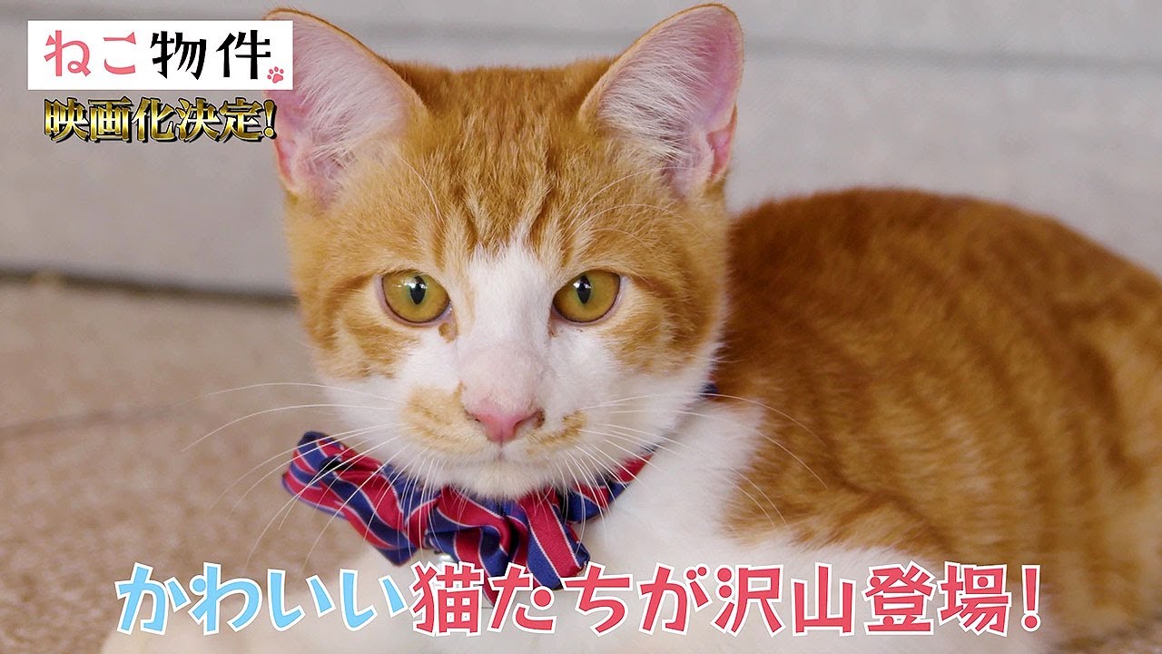 かわいい猫がたくさん 古川雄輝主演 ねこ物件 映画化 動画あり 映画ナタリー