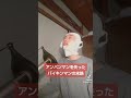 アンパンマンを失ったバイキンマンの末路...