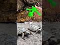 Animal Names for Kids | Toy Learning Fun by the Branch: Gorilla Cougar Dog Tortoise Lorikeet