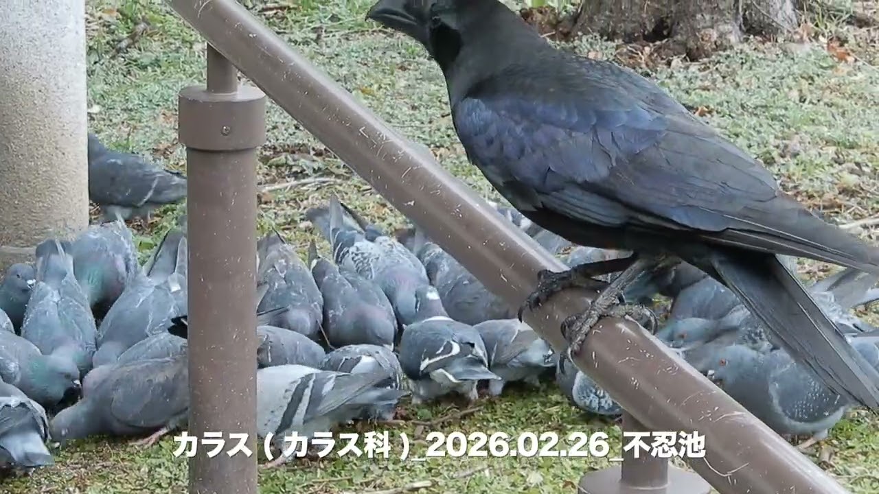カラス/Corvus 19_260226_不忍池