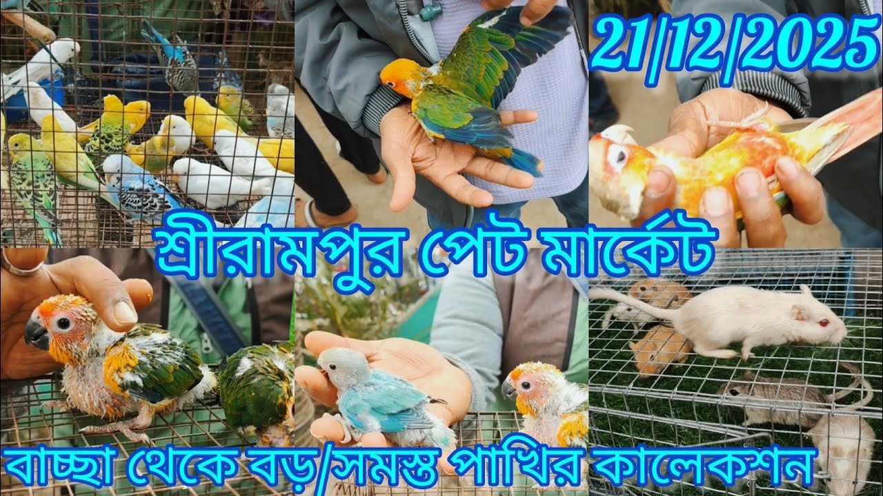 Shrirampur Pet Market l Exotic Birds Price Update 🦜  21/12/2025.বাচ্ছা থেকে বড় /সমস্ত পাখির কালেকশন
