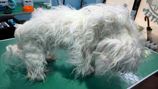 The Owners Had Neglected This Dog So Bad... by Man's Best Friend 22,112 views 13 days ago 57 minutes