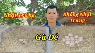 Gà Đẻ Song Nhặt Trứng Hay Không Câu Trả Lời Cho Bạn