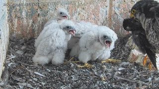 Osaka Peregrine Falcons/2024-05-01/Long awaited meal (3rd feeding)