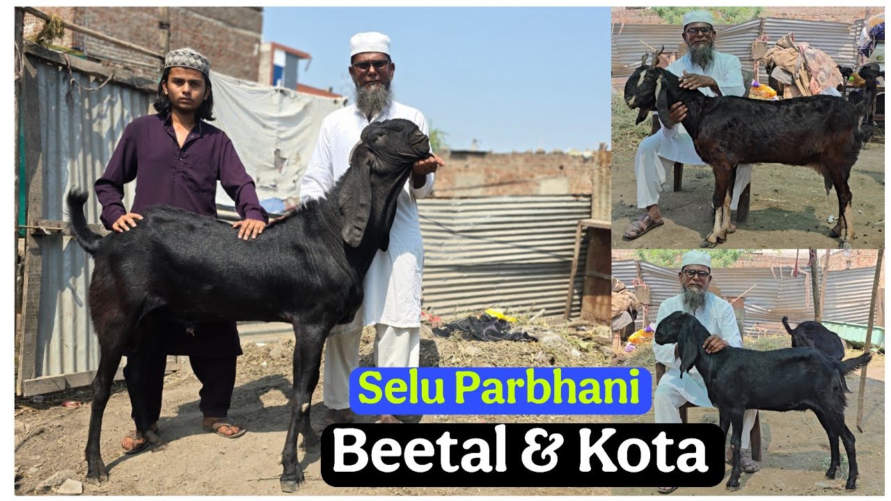 Top Quality Beetal and Kota female at Tamman Goat Farm Selu Parbhani Maharashtra 