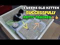 How I potty trained my 3 weeks old kitten | Potty training kitten successfully