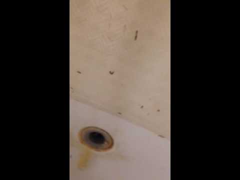 termites-termite-bathroom-60+-in-tub