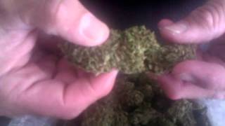 GreenHouse Sour Train from Collective of CA