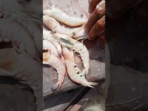 البحر واحد والسمك أنواع تعرف على أهم الأسماك بالإسكندرية